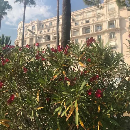 New - Cosy & In Palais Miramar Cannes
