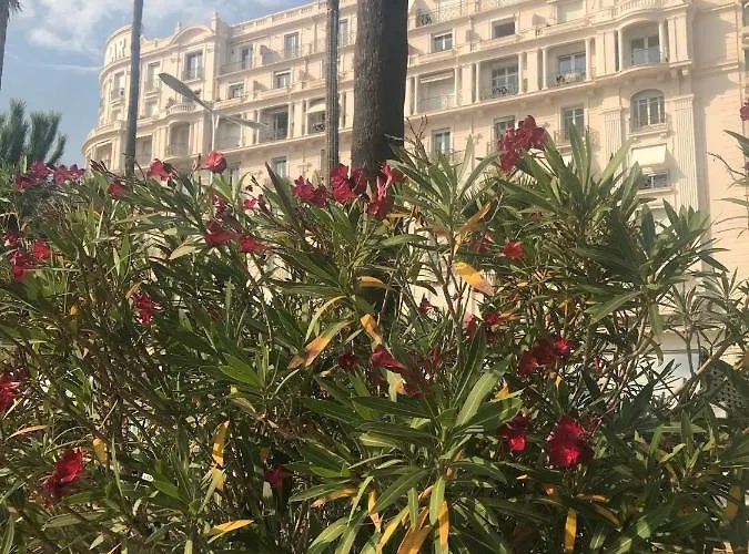 New - Cosy & In Palais Miramar Cannes